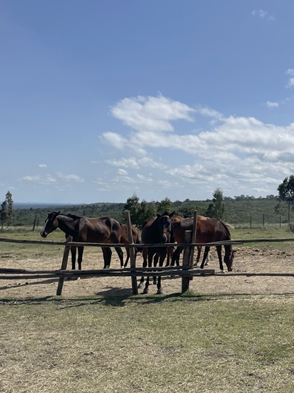 Horse riding in Naromoru, Nanyuki