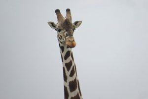 girrafe
