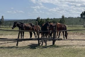 horse-3