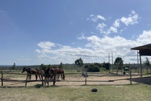 horses