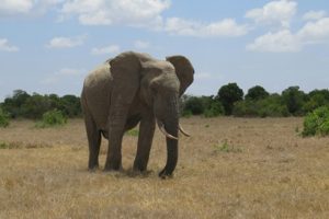 Things to do in Nanyuki olepajeta